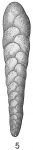 Bolivina punctata