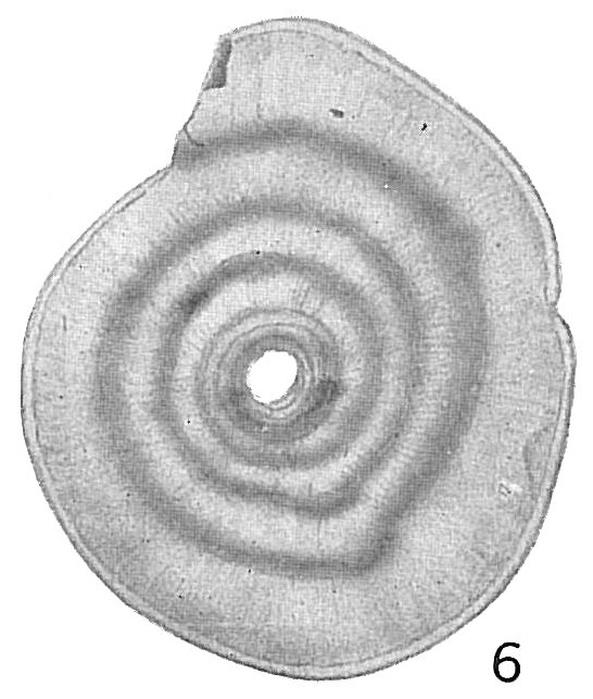 Cornuspira carinata Cornuspira carinata