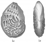 Cristellaria bradyi