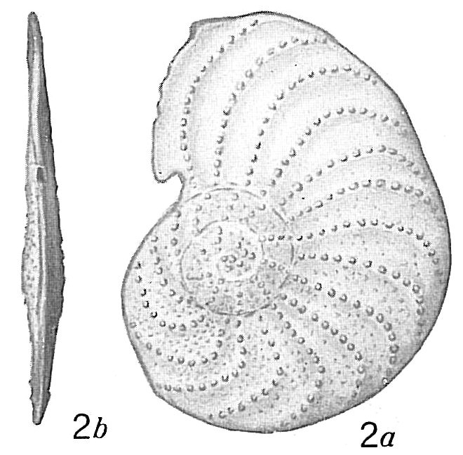 Operculina bartschi ornata Operculina bartschi ornata