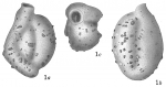 Quinqueloculina agglutinans