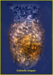 Codonella elongata Kofoid & Campbell, 1929 Codonella elongata Kofoid & Campbell, 1929