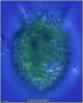 Codonella nationalis Brandt, 1906 Codonella nationalis Brandt, 1906