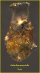 Codonellopsis morchella (Cleve) Jörgensen, 1924  