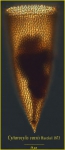 Cyttarocylis cassis (Haeckel, 1873) Cyttarocylis cassis (Haeckel, 1873)