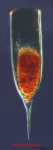 Parundella aculeata (Joergensen, 1924) Parundella aculeata (Joergensen, 1924)
