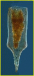 Parundella messinensis (Brandt, 1906) Parundella messinensis (Brandt, 1906)