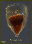 Ptychocylis acuta Brandt, 1896 Ptychocylis acuta Brandt, 1896