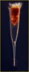 Rhabdonella spiralis (Fol, 1881) Rhabdonella spiralis (Fol, 1881)