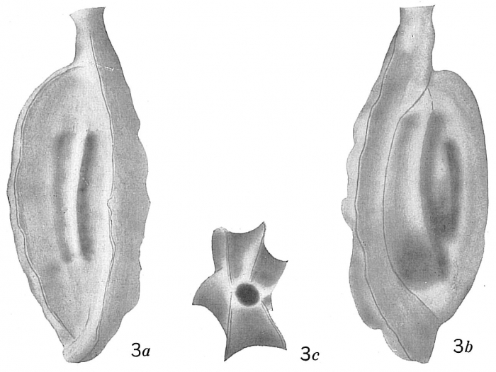 Quinqueloculina polygona