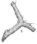 Saccorhiza ramosa