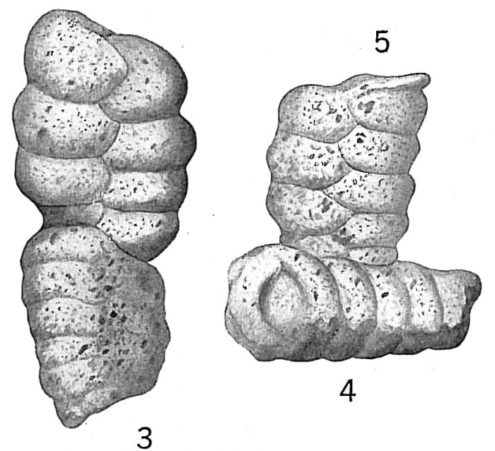 Textularia sagittula, abnormal Textularia sagittula, abnormal