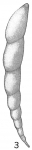 Vaginulina legumen