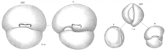 Biloculina simplex