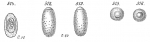 Chilostomella ovoidea