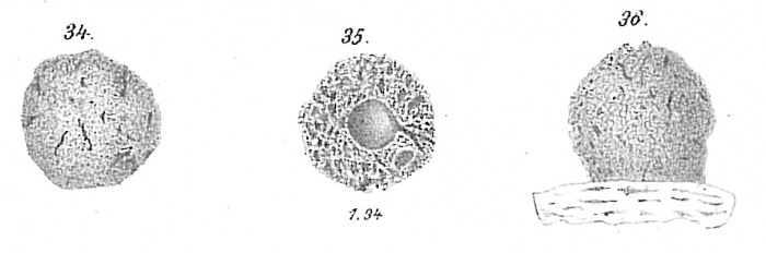 Crithionina mamilla