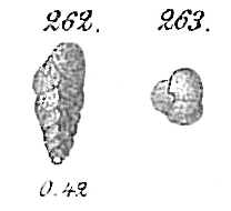 Eggerella arctica