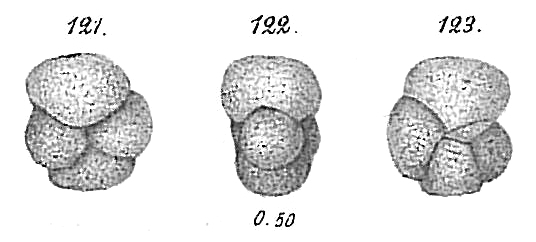 Haplophragmium nitidum Go�s, 1896