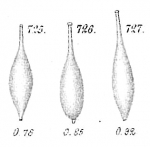 Lagena clavata
