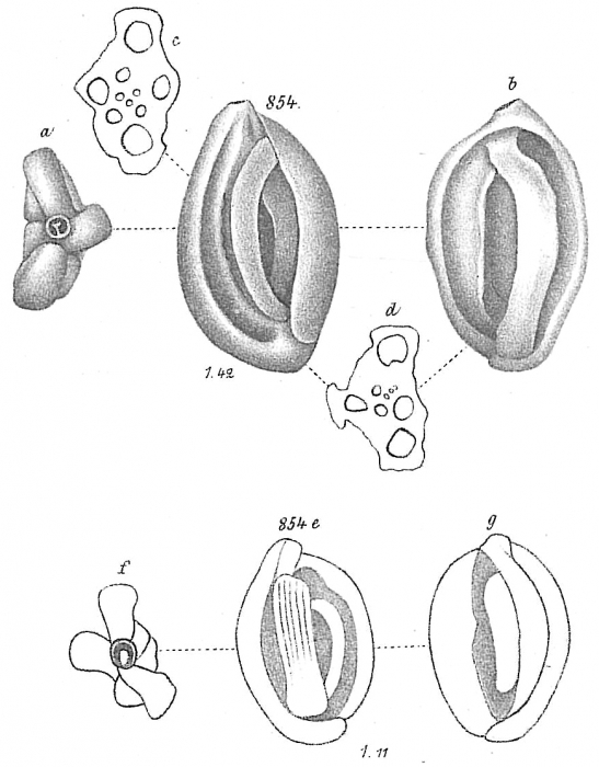 Miliolina polygona