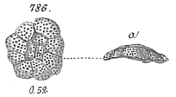 Planorbulina mediterranensis