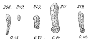 Spiroplecta biformis