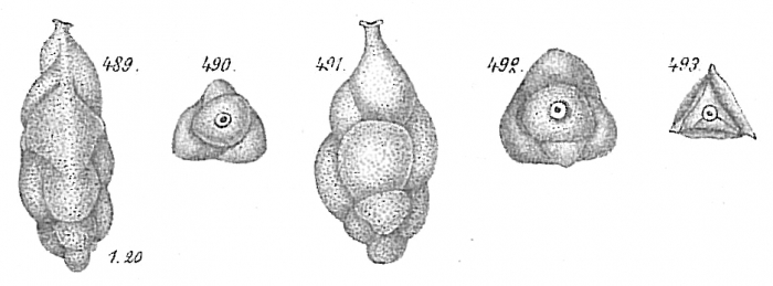 Uvigerina canariensis