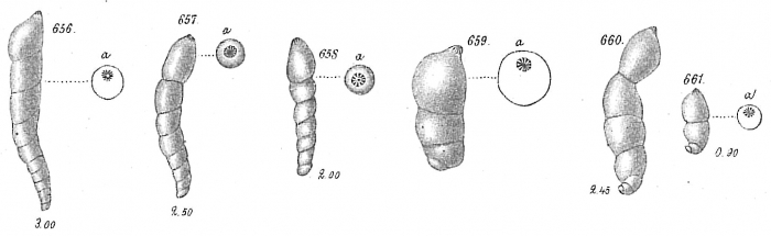 Vaginulina glabra