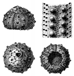 Salenia trigonata Salenia trigonata
