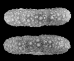 Monilechinus portucalensis Monilechinus portucalensis
