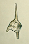 Ceratium horridum microswarmer stage