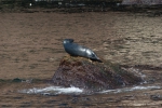 Grey seal - head profile