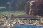Acipenseriformes