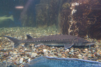Atlantic sturgeon in aquarium