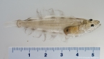 Greenland halibut - very small juvenile