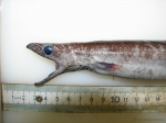 Anguilliformes
