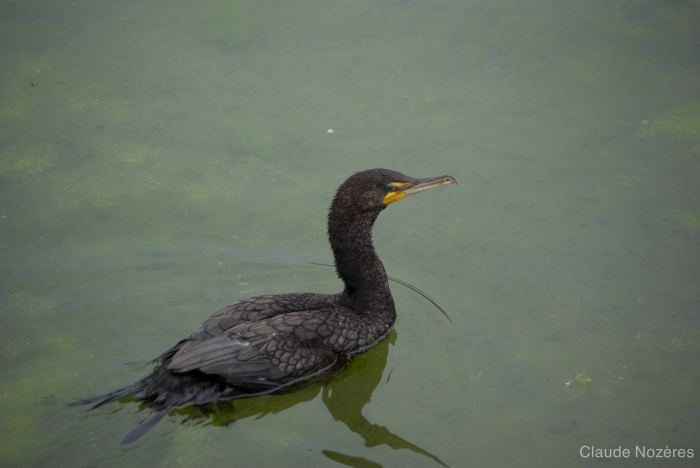Phalacrocorax auritus,  double-crested cormorant swimming