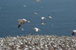 Morus bassanus - northern gannet