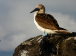 Blue-footed booby