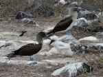 Blue-footed booby