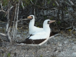 Nazca booby