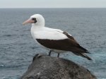 Nazca booby