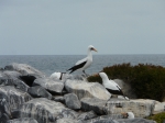 Nazca booby