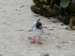 Swallow-tailed gull