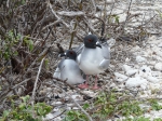 Swallow-tailed gull
