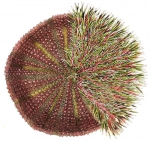 Echinus pileolus Lamarck, 1816 Echinus pileolus Lamarck, 1816