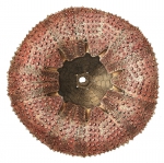 Echinus pileolus Lamarck, 1816 Echinus pileolus Lamarck, 1816