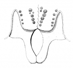 Echinus pileolus Lamarck, 1816 Echinus pileolus Lamarck, 1816