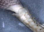 Branchiomma arcticum - lateral Branchiomma arcticum - lateral