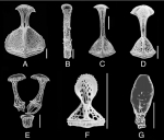 Calymne relicta Calymne relicta
